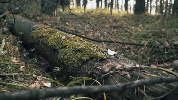 男装鞋在秋天一个人在树林里的靴子上绑鞋带 — 图库视频影像