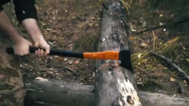 El leñador corta el árbol con un hacha, las fichas están volando — Vídeos de Stock