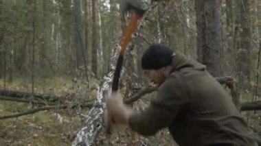 Logger bir balta ormanda yürür ve ağaçlar seçer