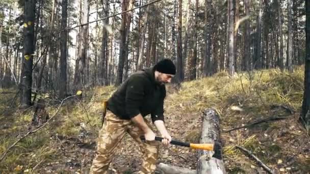 Лесоруб ходит с топором в лесу и выбирает деревья — стоковое видео