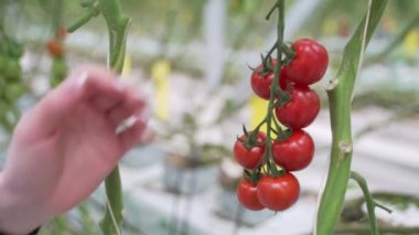 El, çalılıktan olgun kırmızı domatesleri topluyor. Evde sağlıklı sebze yetiştirme.