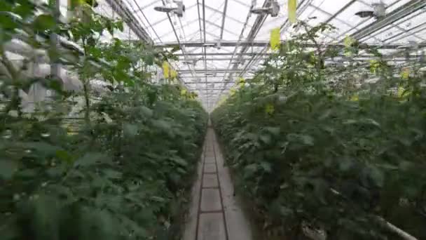 Estufa de tomate. Cuidados com plantas. O agrônomo verifica as folhas — Vídeo de Stock