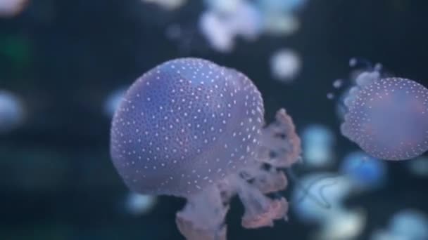 Jellyfish swims underwater in the sea — Stock Video