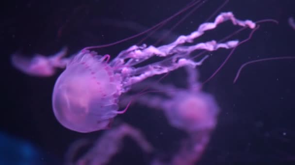 Jellyfish swims underwater in the sea — Stock Video