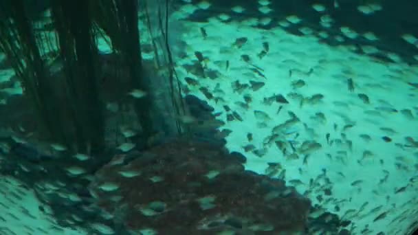 Una escuela de peces bajo el agua — Vídeos de Stock