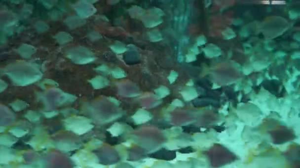 Ein Schwarm Fische unter Wasser — Stockvideo