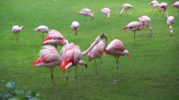 Gyönyörű rózsaszín flamingók egy zöld fűmezőn. — Stock videók