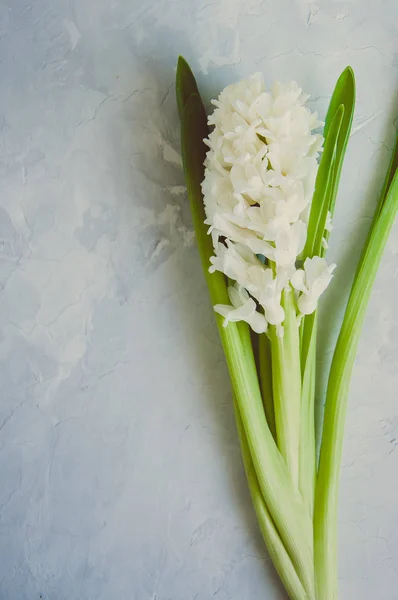 Bir taş zemin üzerine beyaz sümbül çiçek — Stok fotoğraf