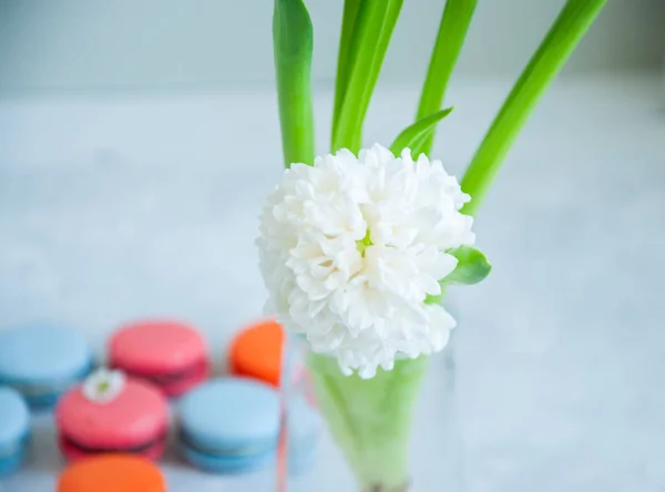 Білий гіацинт квітка і барвисті макарони — стокове фото