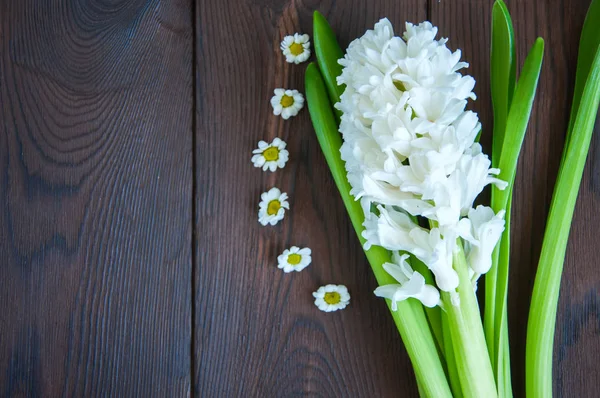 Beyaz sümbül çiçeği — Stok fotoğraf