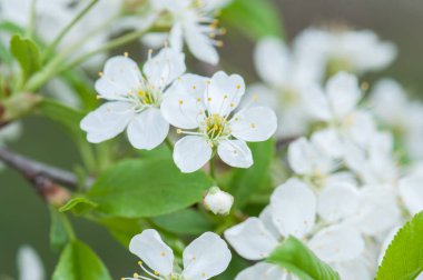 Arka plan bahar şubelerinde kiraz çiçeği çiçek. Zil sesi