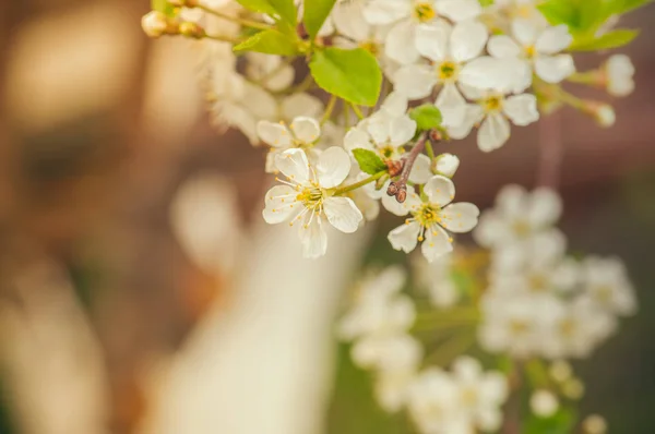 Na pozadí květů o třešňový květ větví na jaře. Tón — Stock fotografie