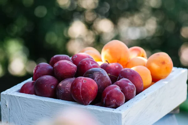 Свежие спелые сливы и абрикосы в деревянной коробке. Летний сад на су — стоковое фото