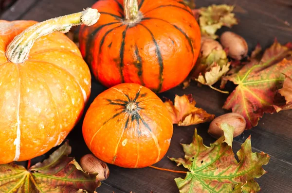 Üç üç farklı boyutu kabak ile akçaağaç yaprakları bir woode