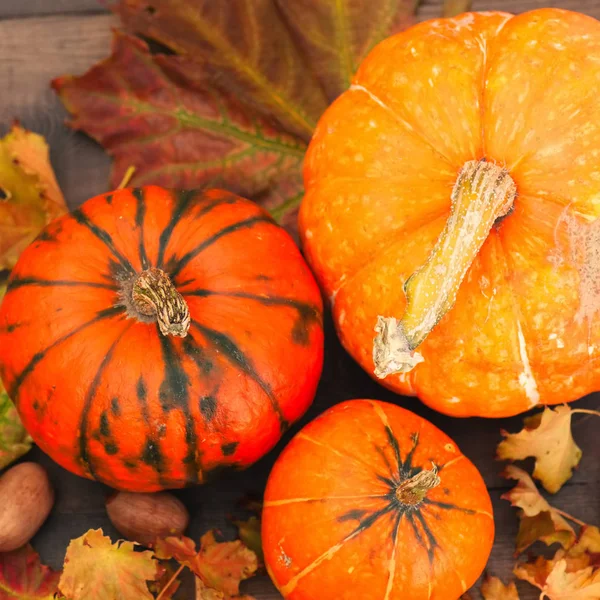 Üç farklı boyutu kabak ile akçaağaç ahşap arkasında bırakır