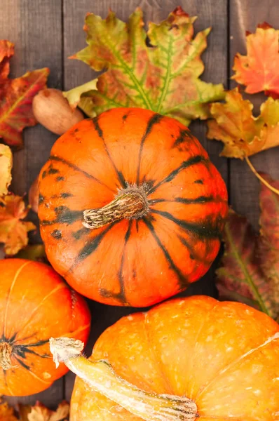 Üç üç farklı boyutu kabak ile akçaağaç yaprakları bir woode