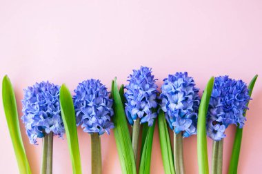 Mor sümbül çiçekleri pembe bir zemin üzerinde. Görünümü en iyi ve sp kopyalayın