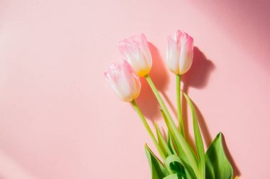 Pembe bir arka plan üzerinde üç Pembe Lale. En iyi görünüm ve kopya alanı.