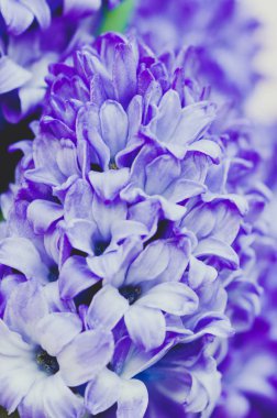 Mor sümbül çiçekleri kapatın. Tonda.