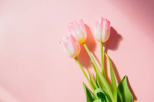 Три розовых тюльпана на розовом фоне. Вид сверху и пространство для копирования . — стоковое фото