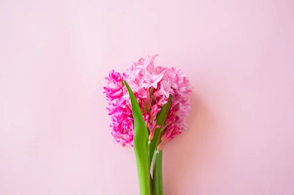 Różowe kwiaty Hiacynt na różowym tle. Top wyświetlać i kopiować spac — Zdjęcie stockowe