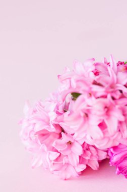 Pembe sümbül çiçek buketi pembe bir arka plan üzerinde. Seçici fo