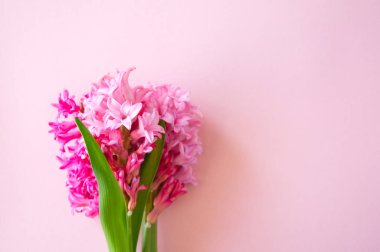 Pembe sümbül çiçek buketi pembe bir arka plan üzerinde. Seçici fo