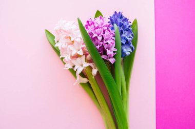 Grup hacinth çiçek renkli bir arka plan üzerinde. Üstten Görünüm. Kopya