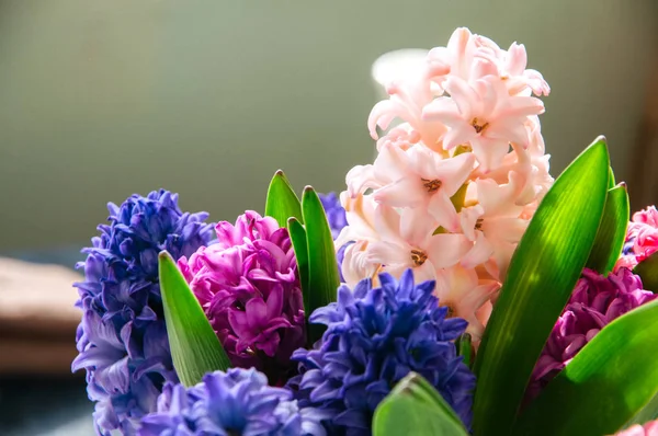 Букет з квітів гіацинта. Концепція стилю життя . — стокове фото