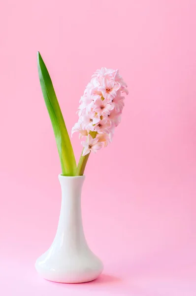 Один нежный гиацинтовый цветок в вазе на розовом фоне — стоковое фото