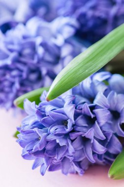 Güzel Menekşe sümbül çiçek buketi pembe bir arka plan üzerinde. 