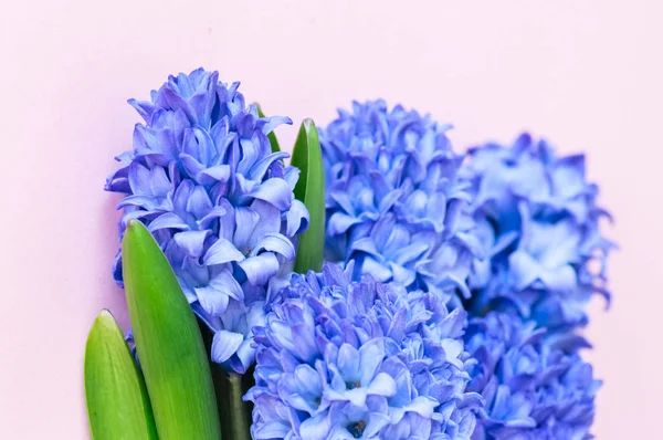Güzel Menekşe sümbül çiçek buketi pembe bir arka plan üzerinde. — Stok fotoğraf