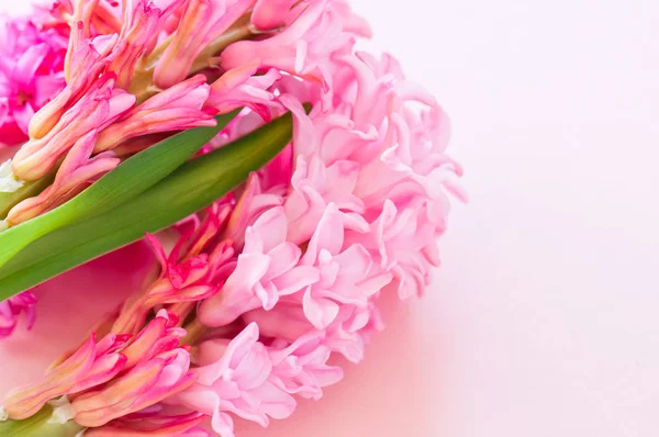 Güzel pembe sümbül çiçek buketi pembe bir arka plan üzerinde. CL — Stok fotoğraf