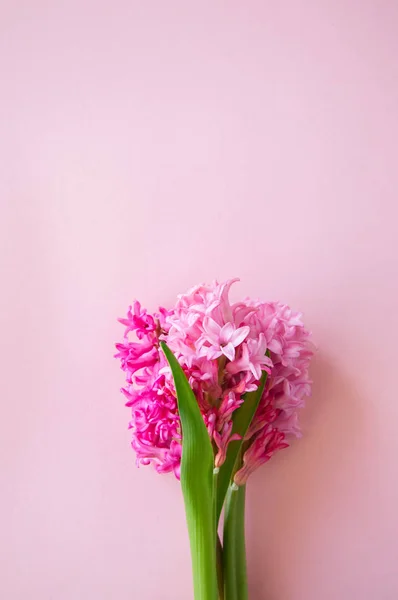 Piękne różowe kwiaty Hiacynta bukiet na różowym tle. CL — Zdjęcie stockowe