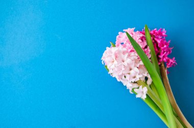 Mavi bir arka plan üzerinde güzel sümbül çiçek buketi. Top vie