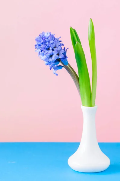 꽃병에 한 바이올렛 히 아 신 스 꽃입니다. 핑크 배경입니다. 공간 복사. — 스톡 사진