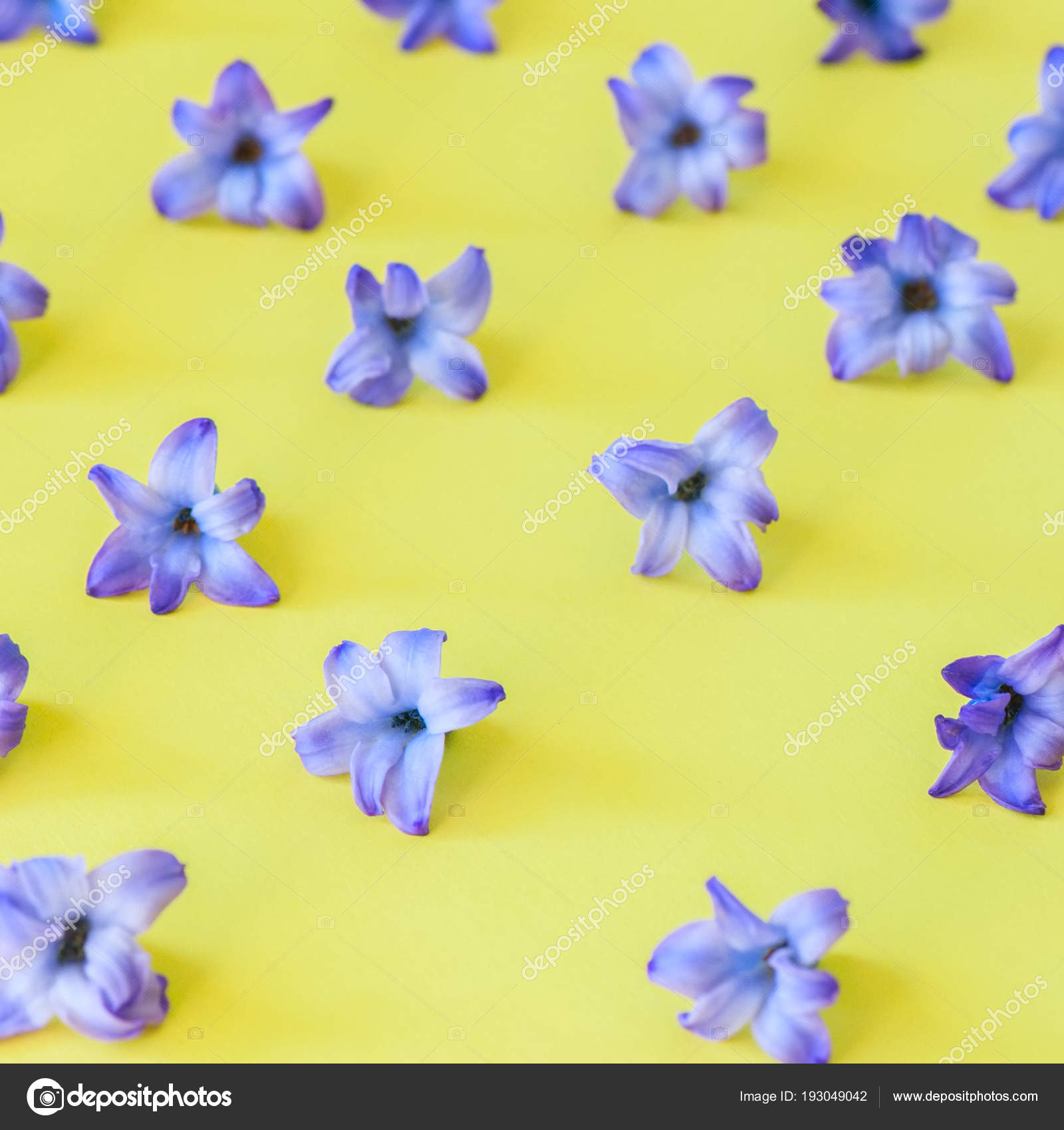Pétalas violetas de flor de jacinto em um fundo amarelo. Topo vie fotos,  imagens de © galiyahassan #193049042