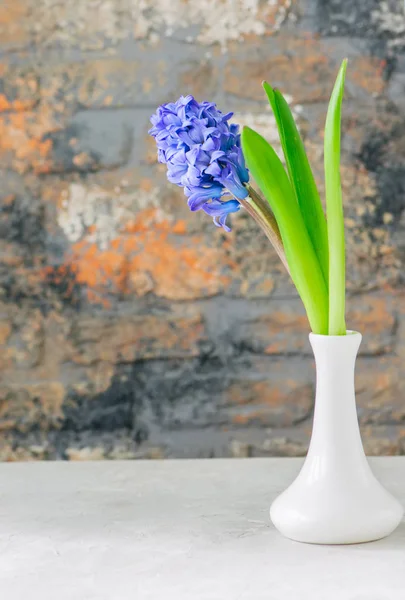 Одна фіолетова квітка гіацинта у білій вазі. Крупним планом і копіювання sp — стокове фото