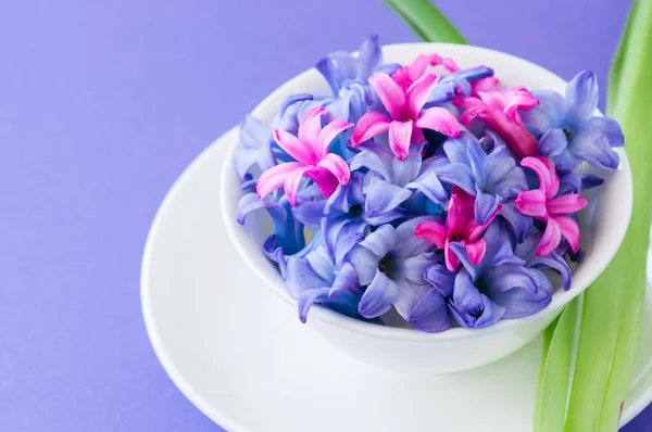 Група фіолетових і пурпурових пелюсток квітки гіацинту в білому — стокове фото