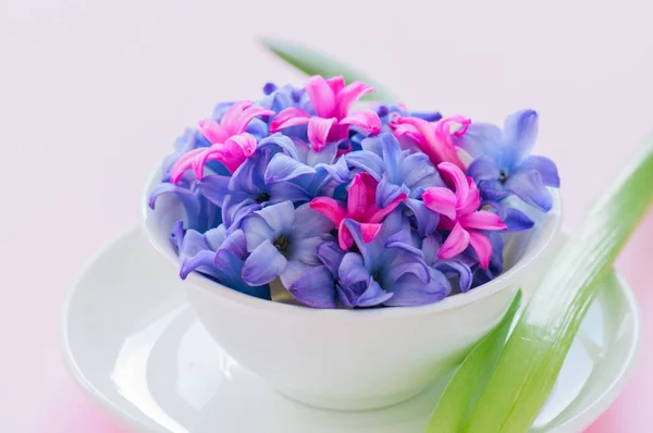 Группа фиолетовых и пурпурных лепестков гиацинтового цветка в белом — стоковое фото