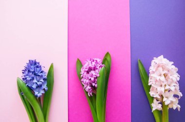 Hyacith çiçek pembe Pembe ve mor üzerinde farklı renkler