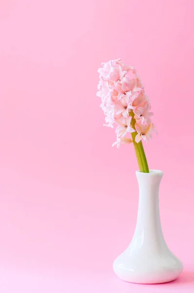 Один прекрасный розовый гиацинтовый цветок в белой вазе. Розовый фон — стоковое фото