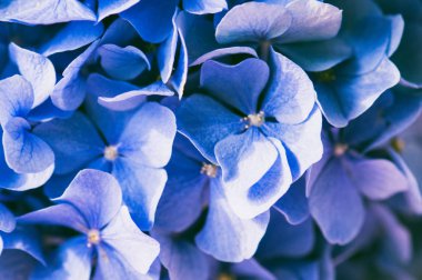 Güzel mavi ortanca yaprakları arka planda. Kapatın. Ayarlanmış.