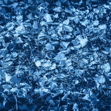 2020 yılının modaya uygun rengi olan mavi yapraklar