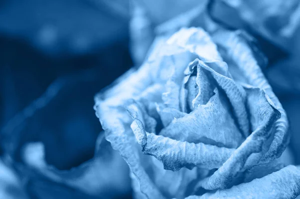 Лепестки роз. Вдохновленный модным цветом 2020 года . — стоковое фото