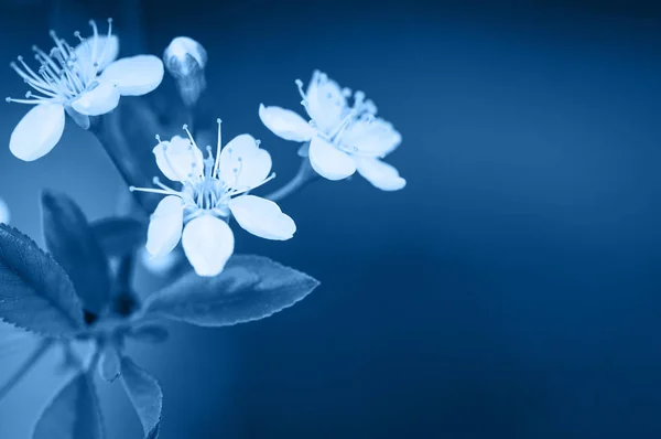 Κεράσι ανθίσει κοντινό πλάνο. Μικρά λουλούδια. Θολή φόντο. — Φωτογραφία Αρχείου