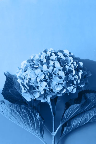 Μπλε φόντο λουλουδιών ορτανσία σε μοντέρνο χρώμα του έτους 2020 — Φωτογραφία Αρχείου