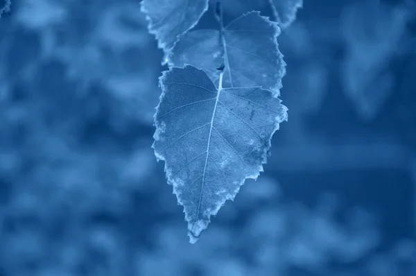 Close up of autumn birch leaf in blue color. Stock Picture