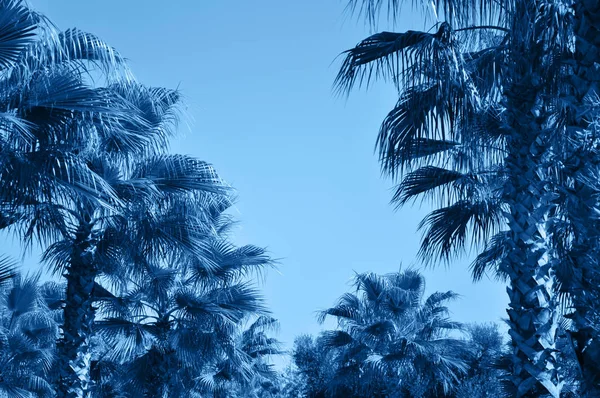 Nahaufnahme von Palmblättern. getönt in blauer Farbe. — Stockfoto