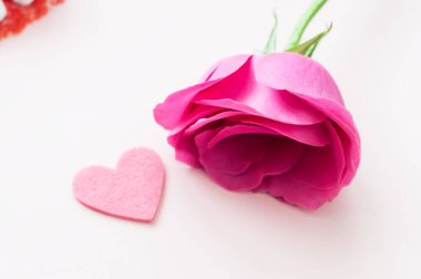 Pembe arka planda bir gül başı